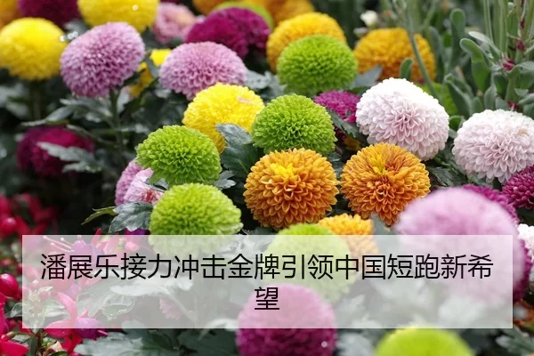 潘展乐接力冲击金牌引领中国短跑新希望